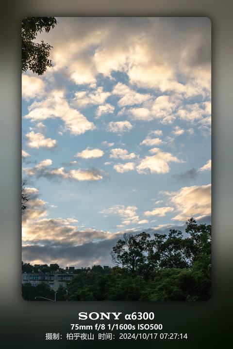 晚霞树影