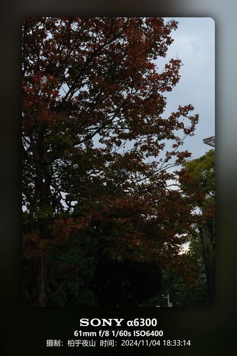 红叶