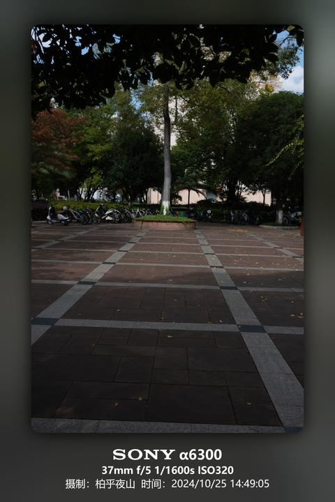 石阶树影