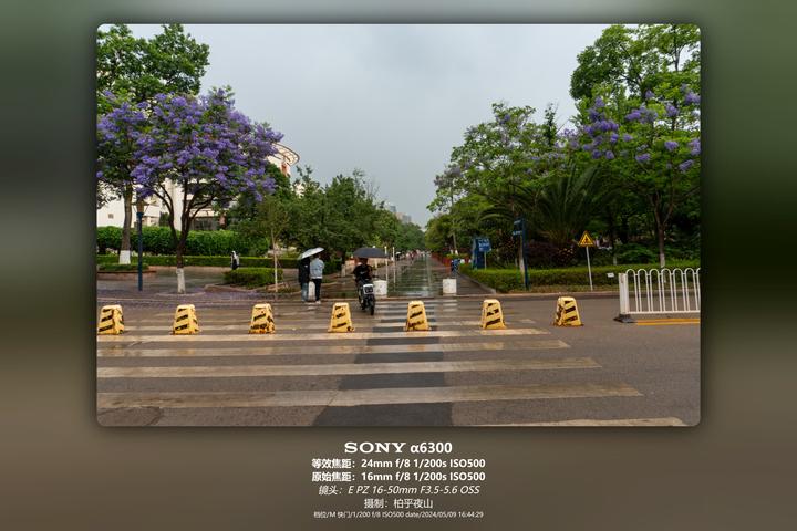 蓝花楹校道