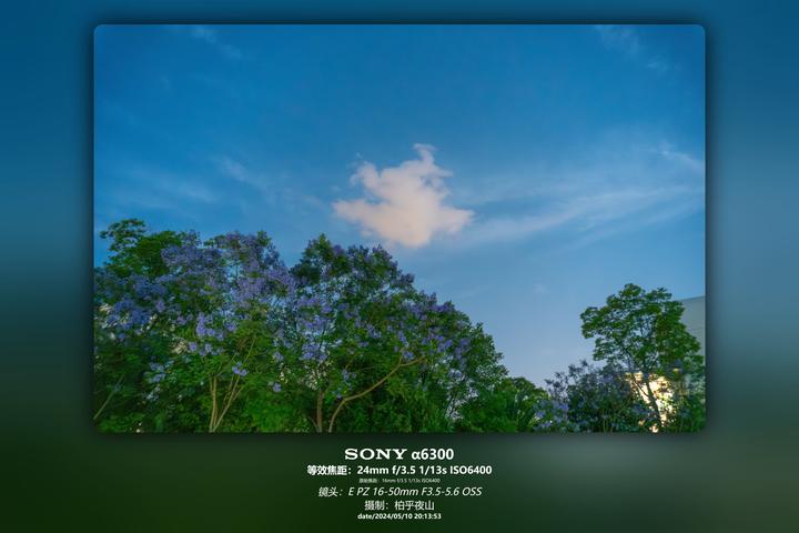 蓝花楹满树