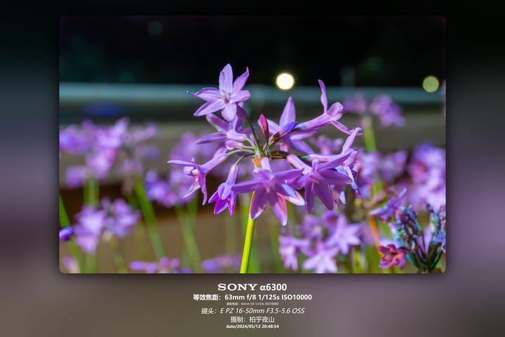 夜紫花