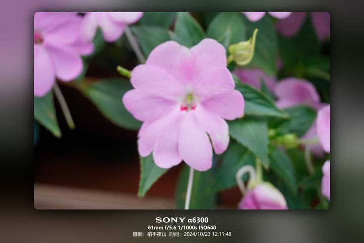 粉花