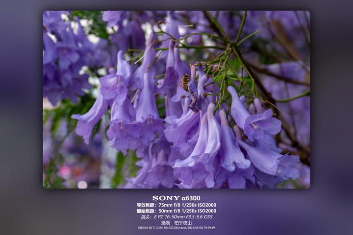 蓝花楹花穗
