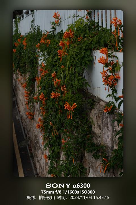 炮仗花墙