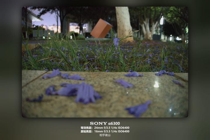 蓝花楹落瓣