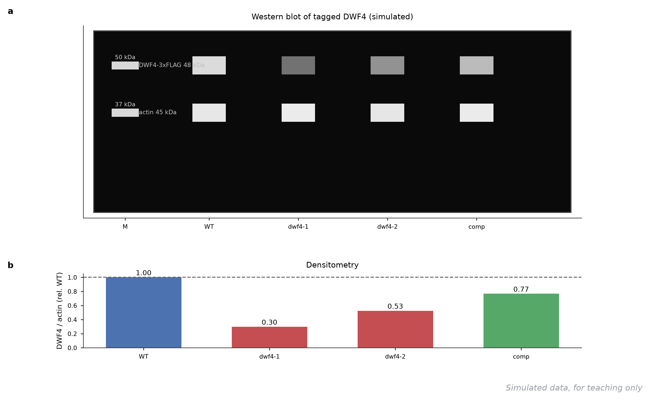 Western blot